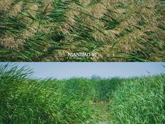 -哈素海