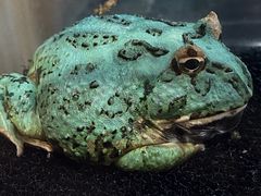 -酷以爬仙阁实体爬宠店·守宫·蜥蜴·专业繁育