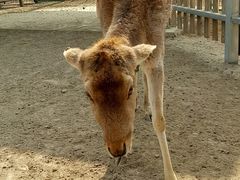 -北京麋鹿生态实验中心