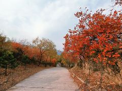 -北京西山国家森林公园