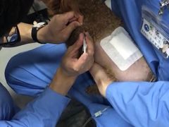 -北京派仕佳德动物医院·超导核磁·CT·神经科·骨科·内外科·急重症管理中心