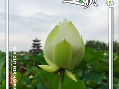-白洋淀景区