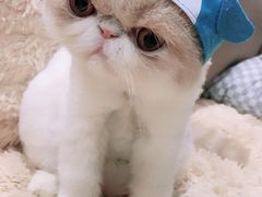 -睿金宠物医院·CT·肿瘤·骨外科