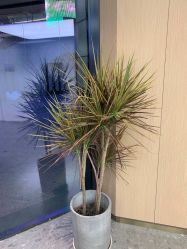 点击看大图 -P.STYLE 派斯造型