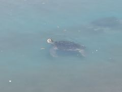 -广东惠东海龟国家级自然保护区
