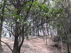 -火炉山森林公园