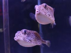 -太平洋海底世界