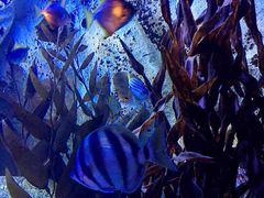 -悉尼海洋生物水族馆
