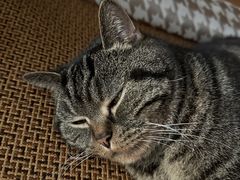 -优衣库(上海金桥国际商业广场店)