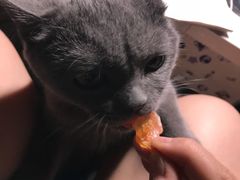 -宠爱国际动物医院·消化内科·心肾内科·ISFM猫友好(望京店)