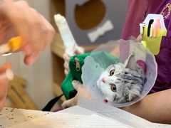 -宠爱国际动物医院·消化内科·心肾内科·ISFM猫友好(望京店)
