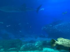 -珠海长隆海洋王国