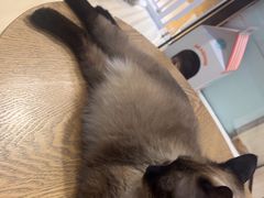 -藏猫猫咖啡主题馆(中央大道店)