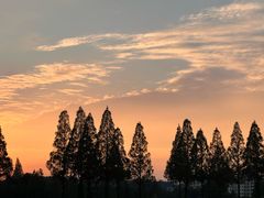 -杨氏青龙虾·羊蝎子(托乐嘉店)
