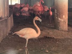 -辛玛王国游乐园