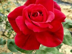 -松山湖梦幻百花洲