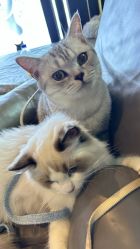 -Hair Code芭曲发型