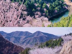 -桃花堤公园
