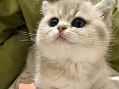 -欣宠猫屋·矮脚拿破仑·蓝金金渐层