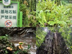 -莫里热带雨林景区
