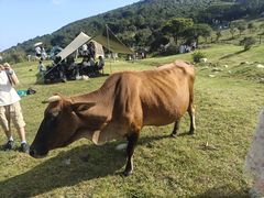 -大姆山草场