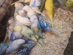 -青石桥花鸟鱼虫市场(叠翠城店)