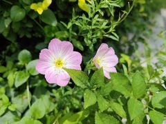 -九里河湿地公园