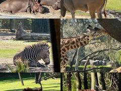 -奥兰多迪士尼动物王国乐园