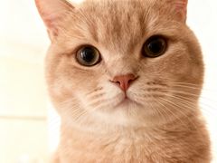 -御宝贝·A梦猫科宠物医院(国际猫友好医院)