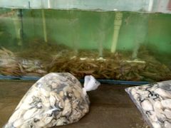 -蚝乡农庄(铁涌赤岸店)