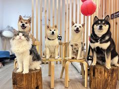 -柴迷FANS CLUB·柴犬狗咖·猫咖