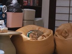 大堂-逗柴咖啡屋·狗咖猫咖宠物桌游