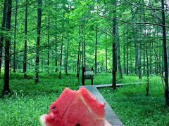 -黄海国家森林公园