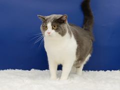 -爱洗澡的猫(天河路店)