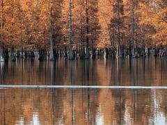 -白鹭湾湿地公园