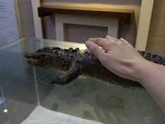 -中国扬子鳄村