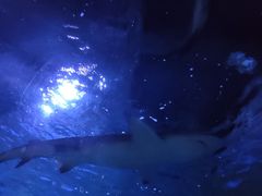 -锦艺城海洋馆