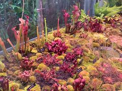 -中国科学院西双版纳热带植物园