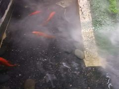 -湊湊火锅·茶憩(石家庄万象城店)