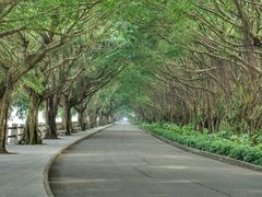 -大湾区中央湿地公园