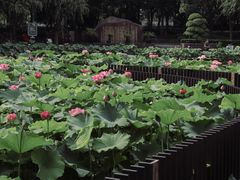 -陈家山荷花公园