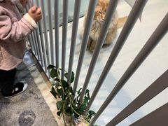 景观位-藏猫猫咖啡主题馆(中央大道店)