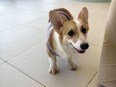 -怪兽屋·羊驼·猫咖·狗咖(俊华广场店)