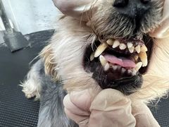 -宠福鑫康馨动物医院·骨科·眼科