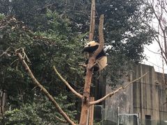 -成都大熊猫繁育研究基地