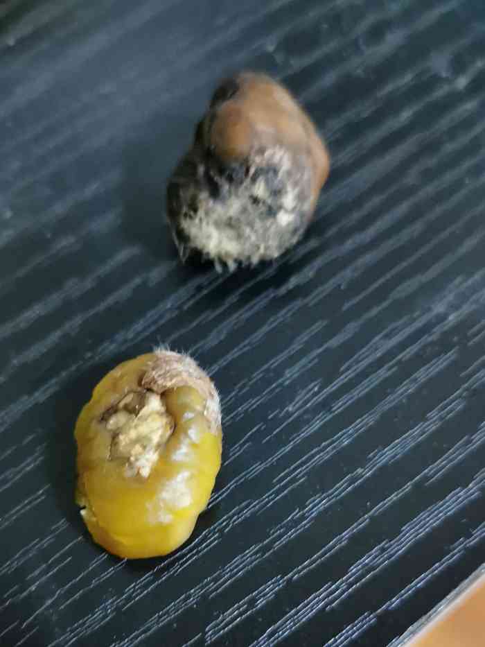 坏的不多 冬天的热板栗 绝啦