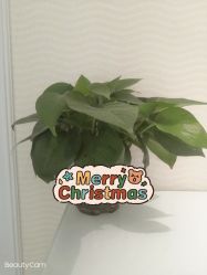 -SILKTONE诗丽堂美容