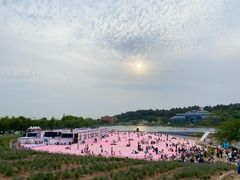 -大塘金香草谷