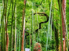 -大奇山国家森林公园