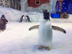 -芜湖新华联大白鲸海洋公园